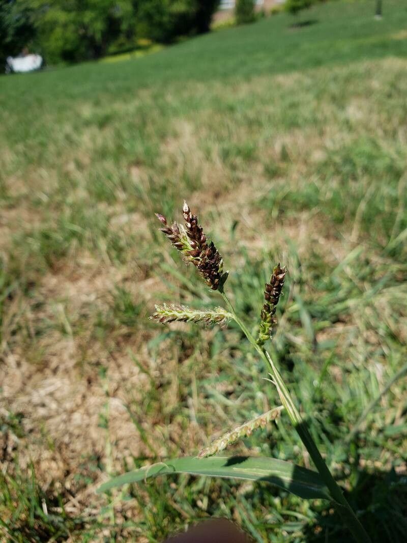 Echinochloa Crus Galli L P Beauv Huhnerhirse Kanada Pl Ntnet Identify