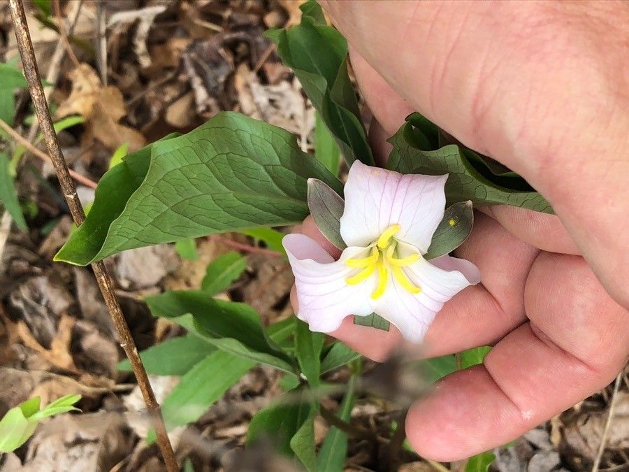 Trillium 65 clearance