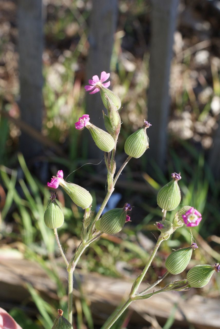 Taken Mar 17, 2014 by Tela Botanica − Liliane Roubaudi (cc-by-sa)