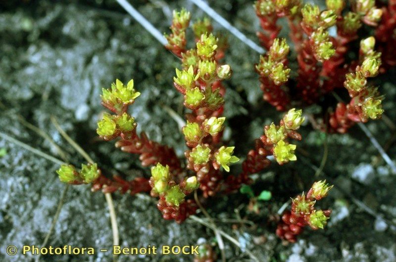 Taken Jul 15, 1999 by Photoflora - Benoit BOCK (©)