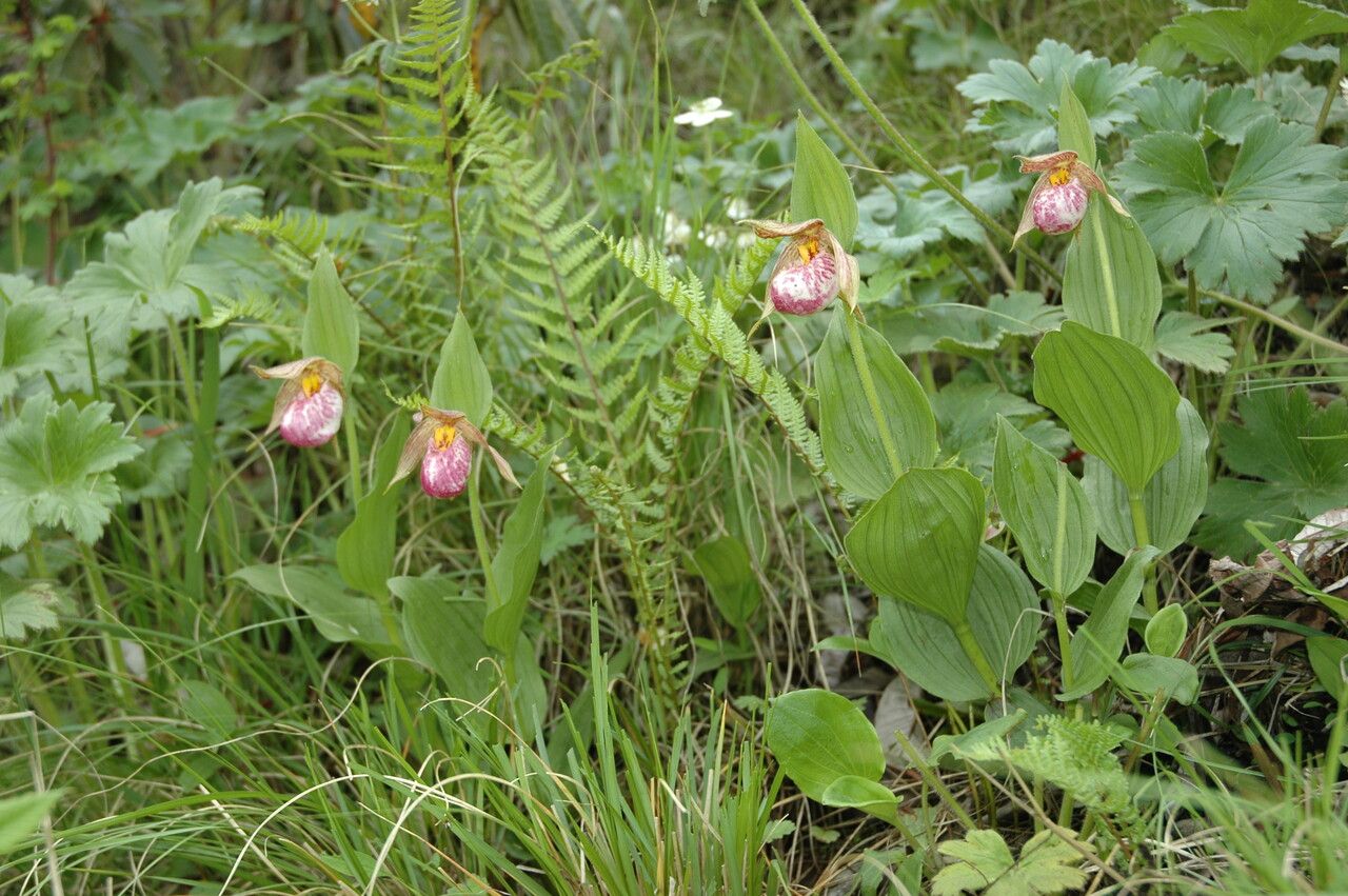 Cypripedium himalaicum Rolfe, Himalayan Cypripedium (World flora) - Pl ...