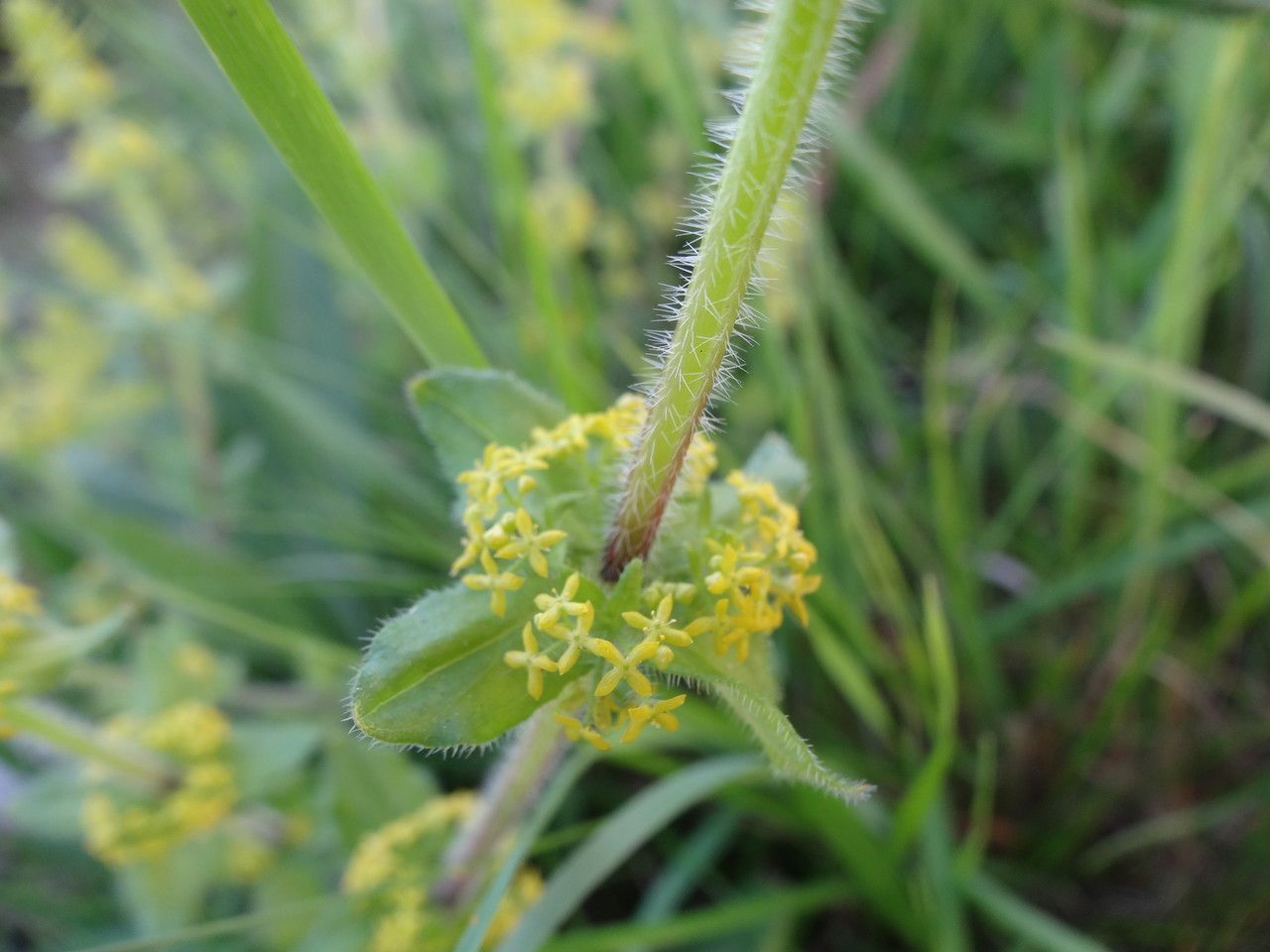 Taken Apr 14, 2015 by Tela Botanica − Pauline GUILLAUMEAU (cc-by-sa)