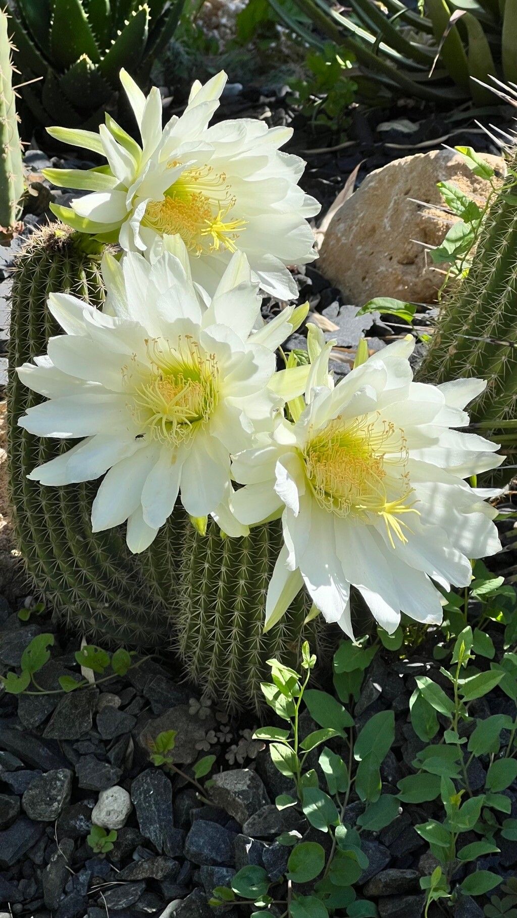 Echinopsis Spachiana (Lem.) Friedrich & G.D.Rowley, Golden Column ...