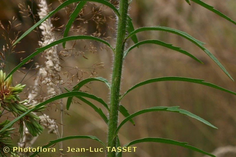 Taken Aug 15, 2004 by Photoflora - Jean-Luc TASSET (©)