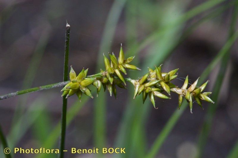 Taken May 15, 2015 by Photoflora - Benoit BOCK (©)