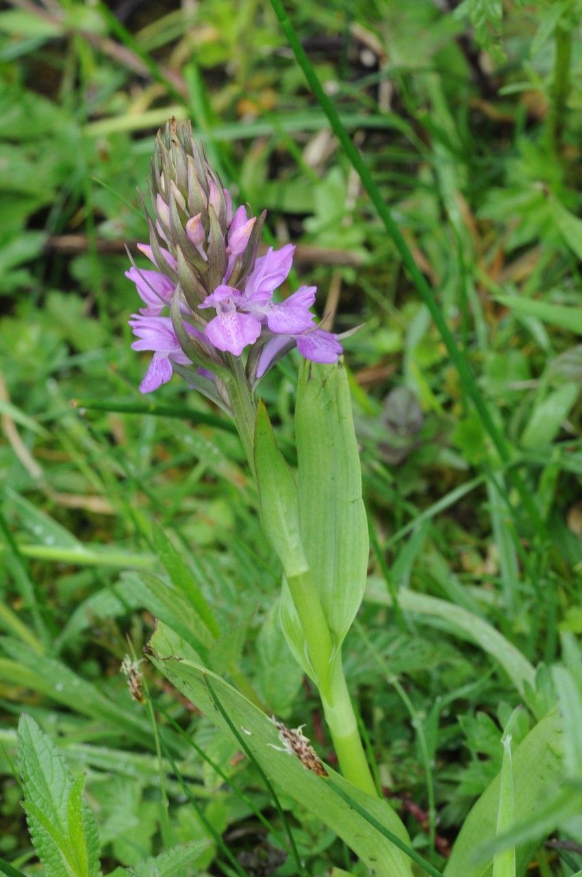 Taken May 24, 2014 by Tela Botanica − Françoise CARLE (cc-by-sa)