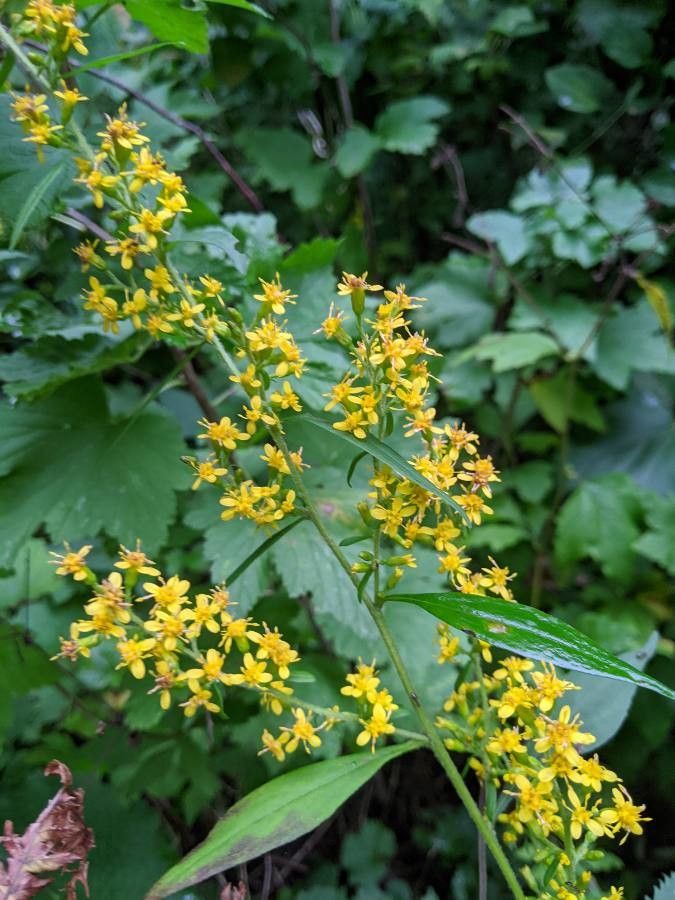 Solidago flexicaulis L., Zig-zag goldenrod (World flora) - Pl@ntNet ...