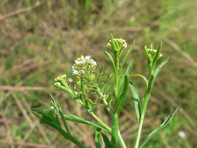 Taken Jun 11, 2008 by Tela Botanica − Mathieu MENAND (cc-by-sa)