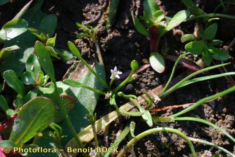 Taken May 15, 2004 by Photoflora - Benoit BOCK (©)