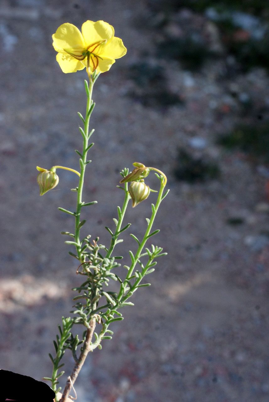 Taken Jan 13, 2016 by Tela Botanica − Liliane ROUBAUDI (cc-by-sa)