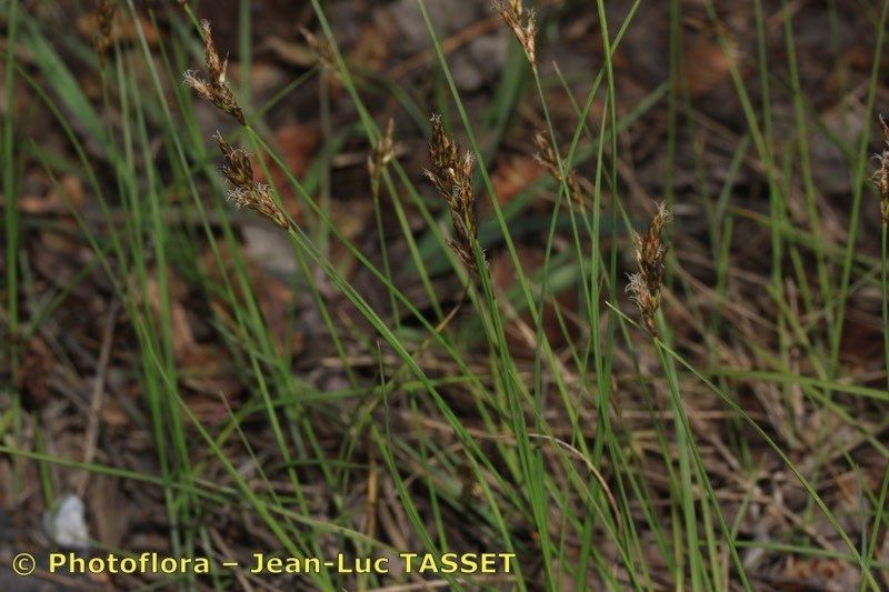 Taken Apr 15, 2012 by Photoflora - Jean-Luc TASSET (©)