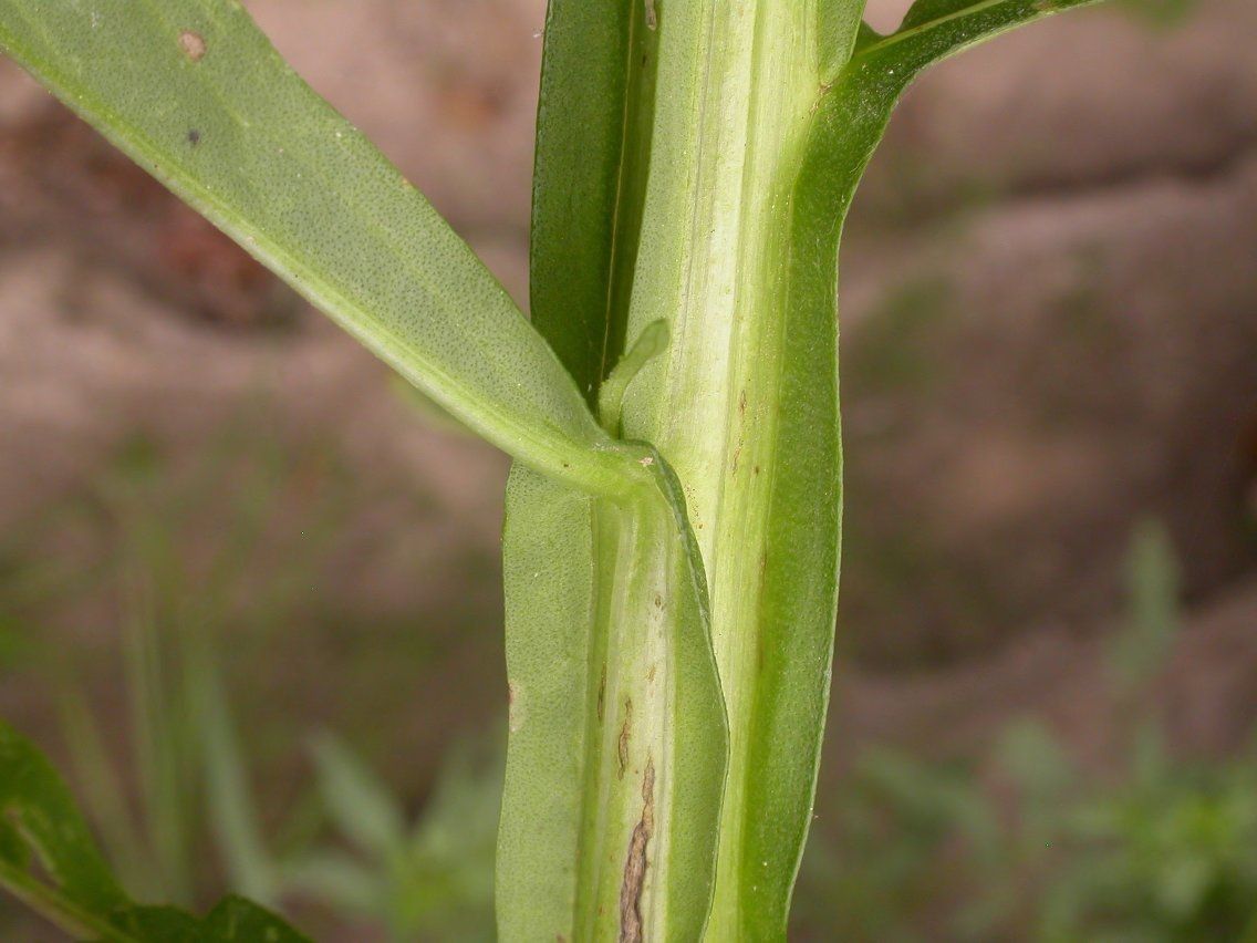 Plant Image 3