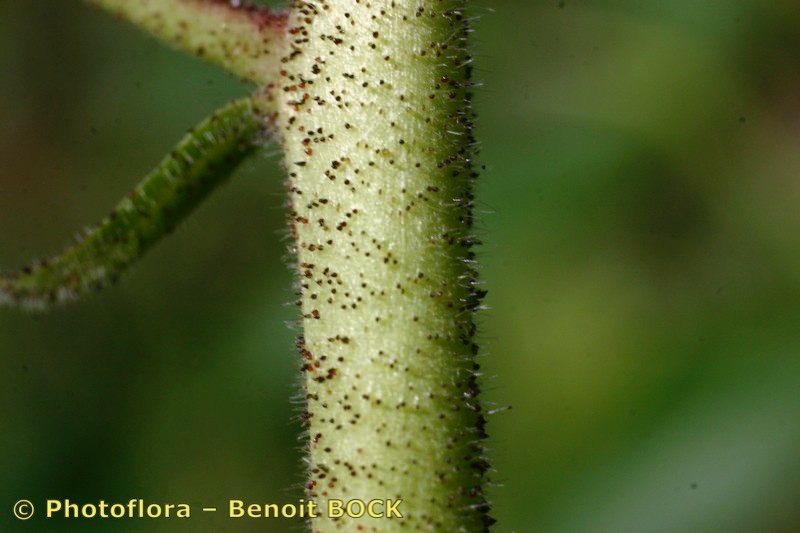 Taken Aug 15, 2006 by Photoflora - Benoit BOCK (©)