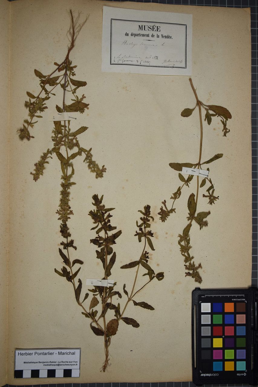 Taken Jul 31, 1872 by Tela Botanica − Herbier PONTARLIER-MARICHAL (cc-by-sa)