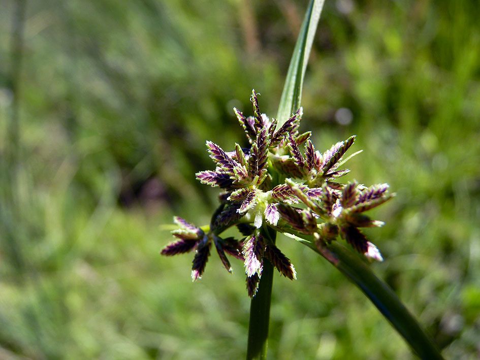 Taken Aug 9, 2013 by Tela Botanica − Emmanuel STRATMAINS (cc-by-sa)