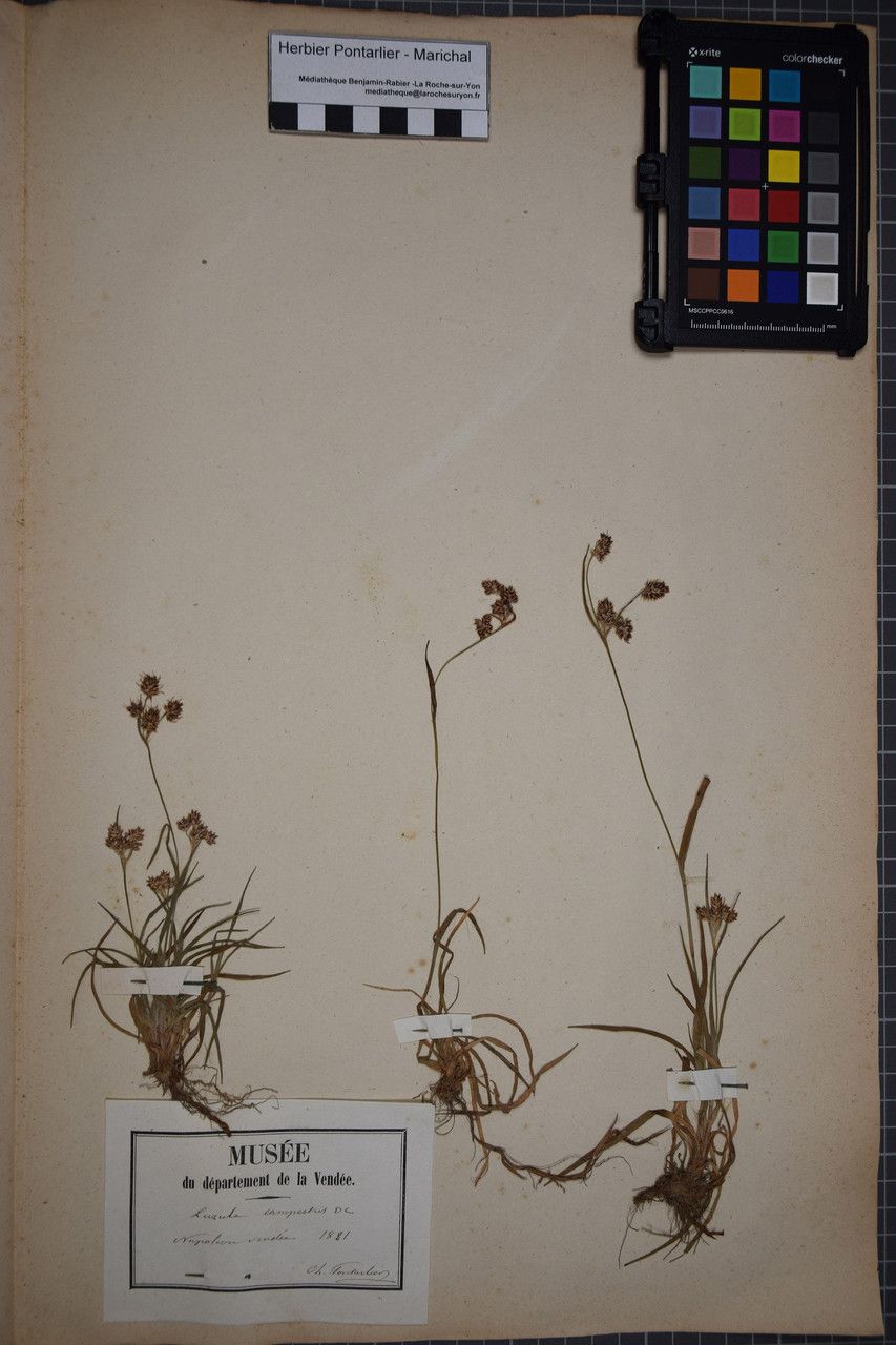 Taken Dec 31, 1880 by Tela Botanica − Herbier PONTARLIER-MARICHAL (cc-by-sa)