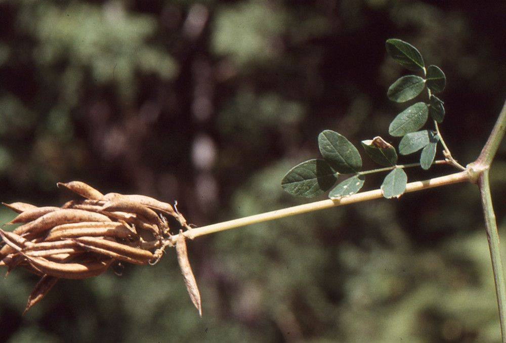 Taken Aug 14, 1996 by Tela Botanica − Liliane Roubaudi (cc-by-sa)