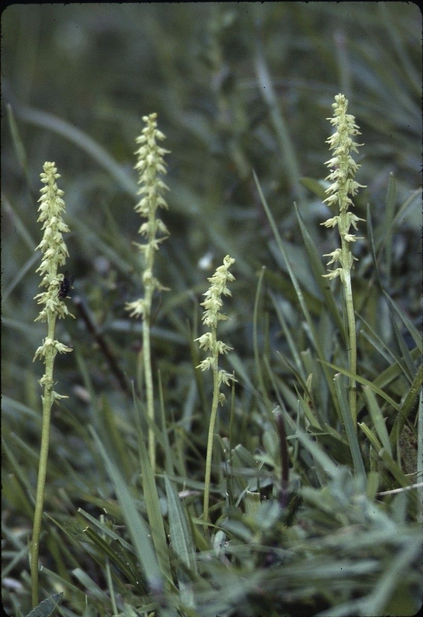 Taken Jun 28, 1997 by Tela Botanica − Liliane Roubaudi (cc-by-sa)