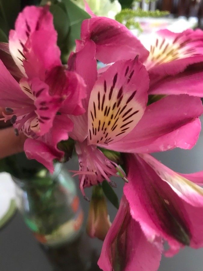 Observación: Alstroemeria, Lirio del Perú ó Lirio de los incas (Romo Miriam  11 de may. de 2021) Plantas útiles - Pl@ntNet identify