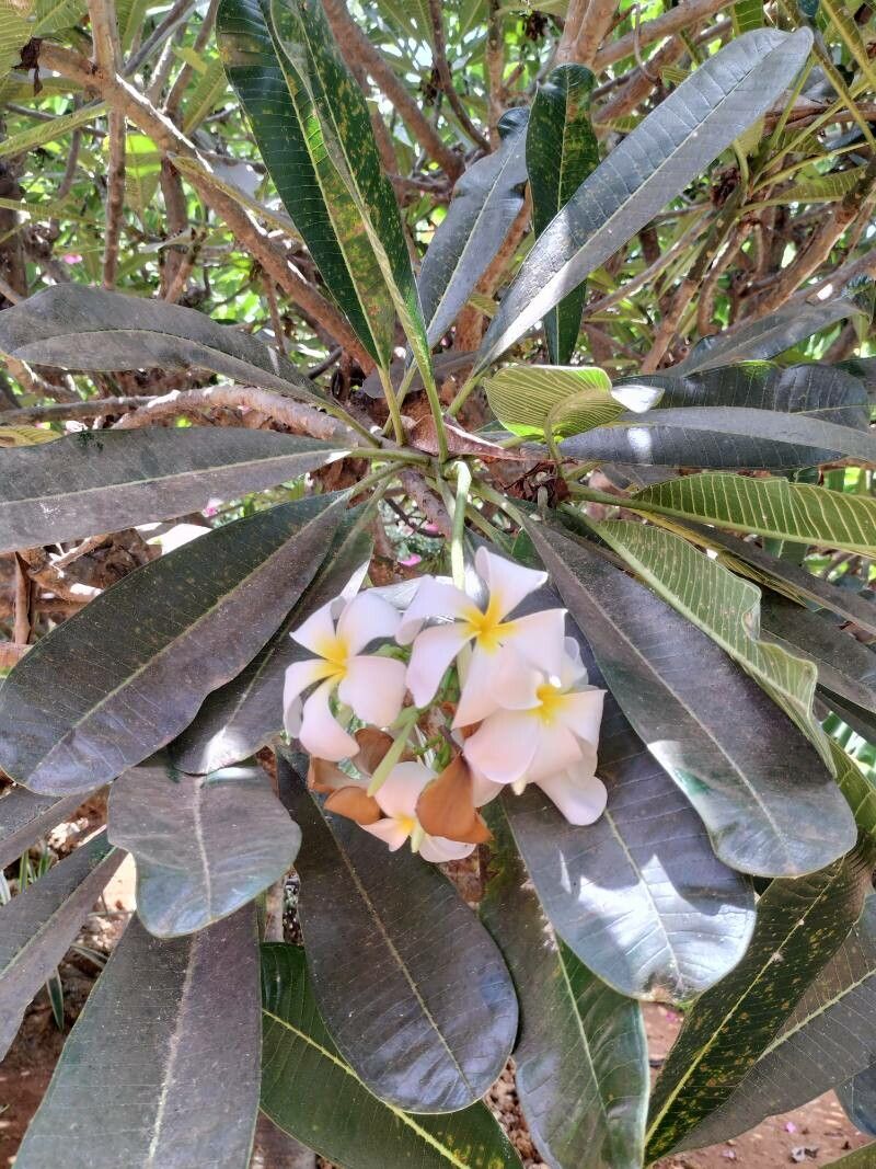 观察： Plumeria obtusa L. (paolo paolo 2023年3月11日) 世界植物区系 