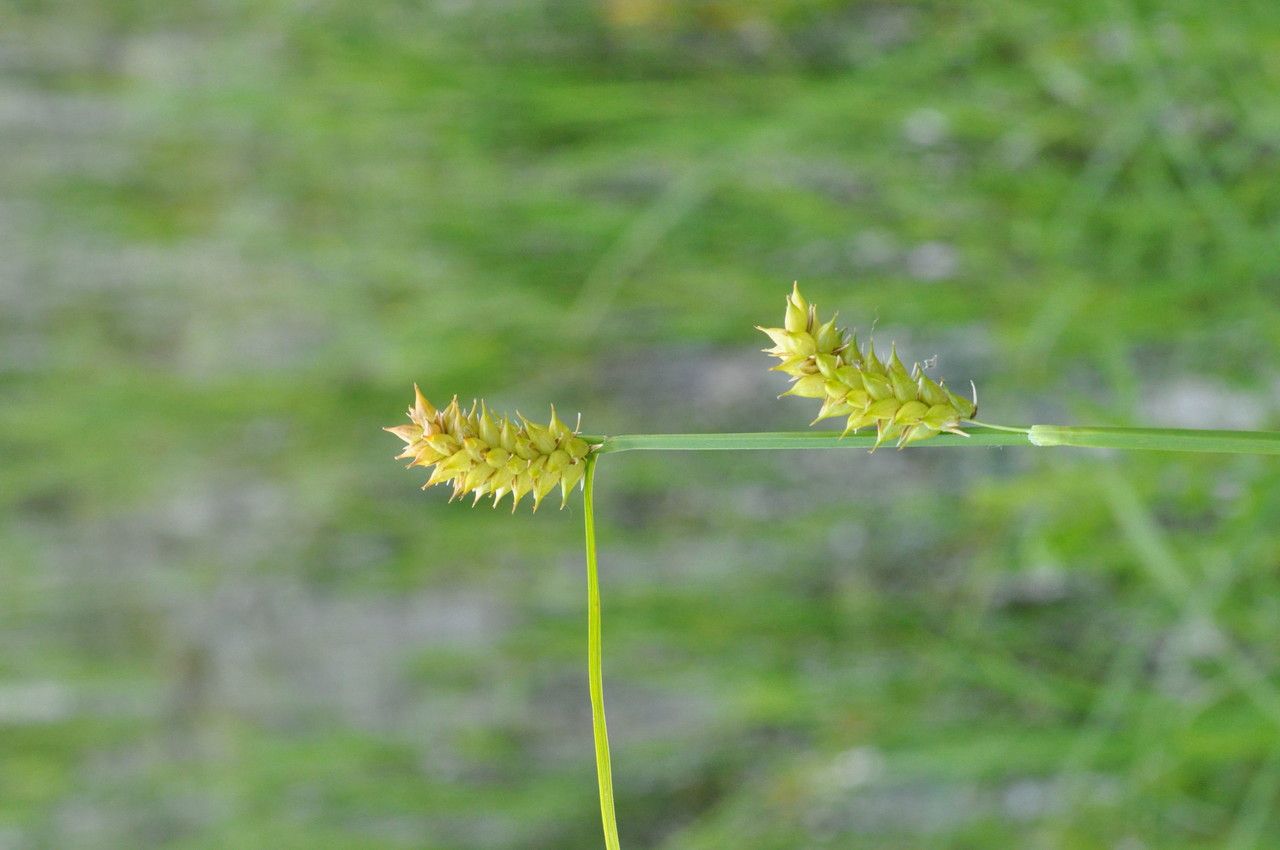 Taken Jun 4, 2014 by Tela Botanica − LE ROY Jean-Pierre (cc-by-sa)