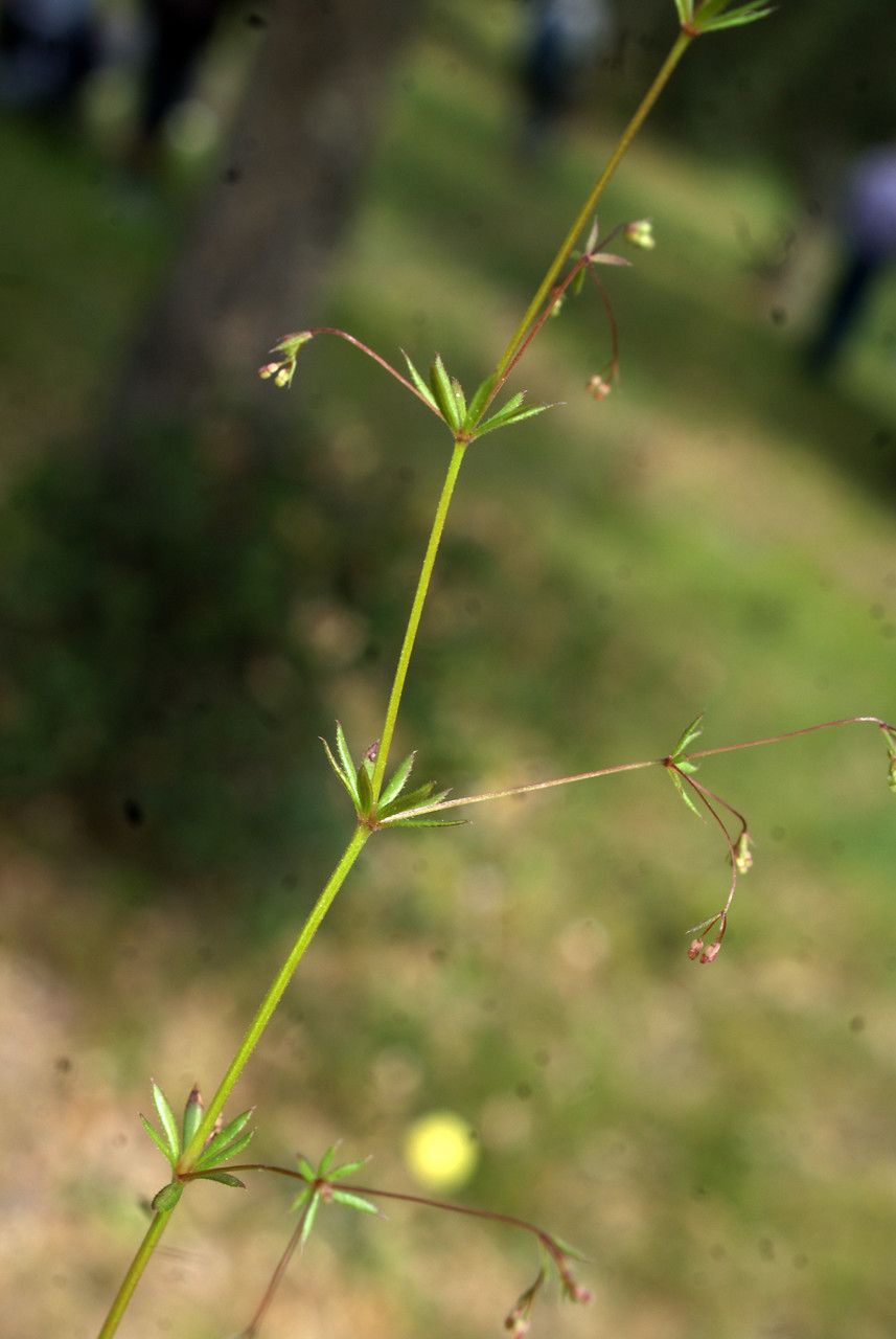 Taken May 8, 2016 by Tela Botanica − Liliane ROUBAUDI (cc-by-sa)