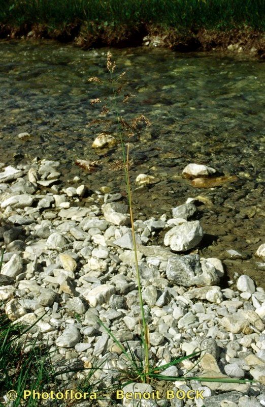 Taken Jul 15, 1997 by Photoflora - Benoit BOCK (©)