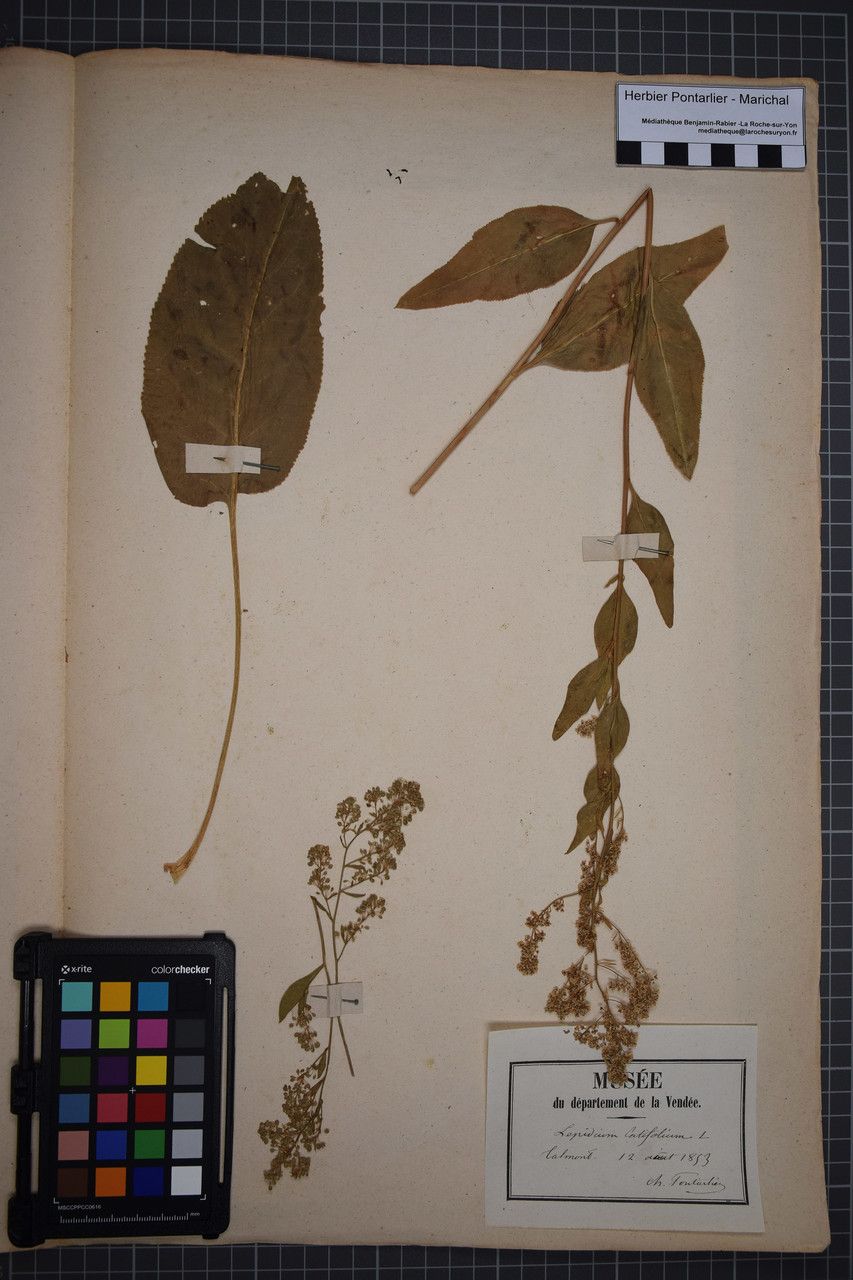 Taken Aug 11, 1853 by Tela Botanica − Herbier PONTARLIER-MARICHAL (cc-by-sa)