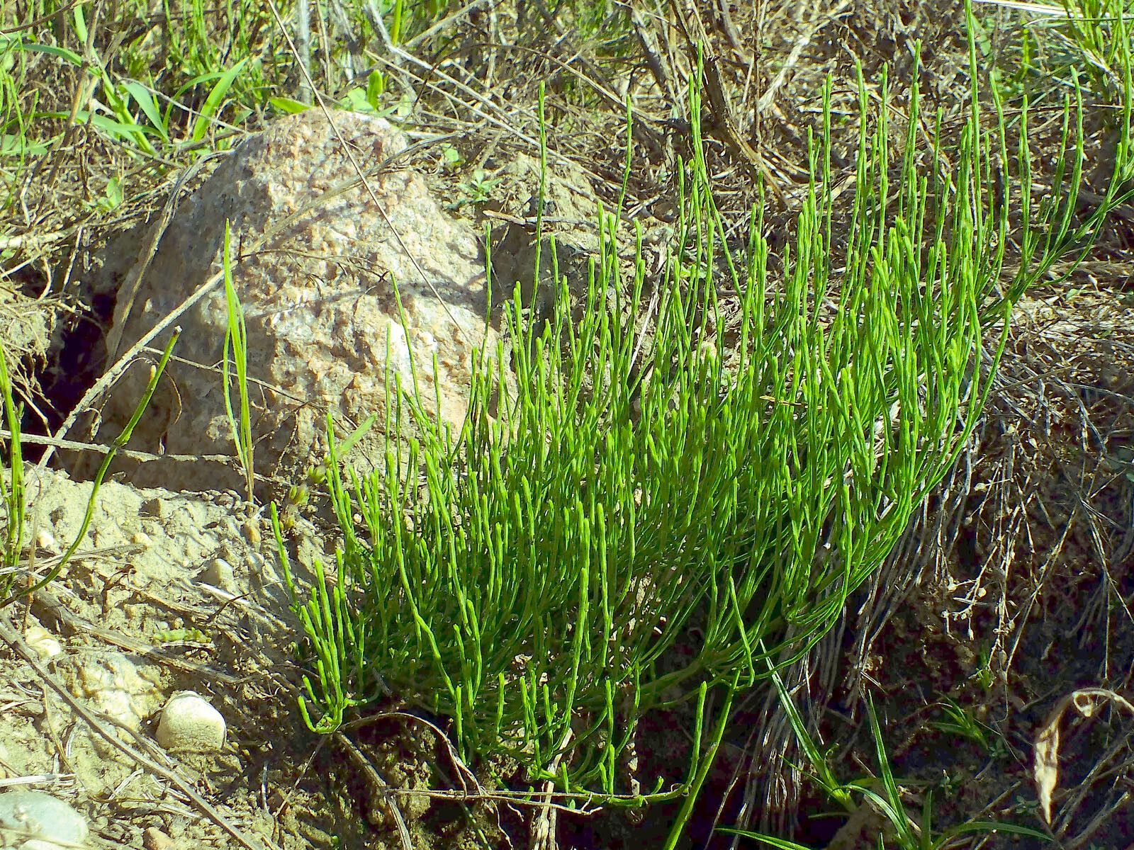 Common horsetail