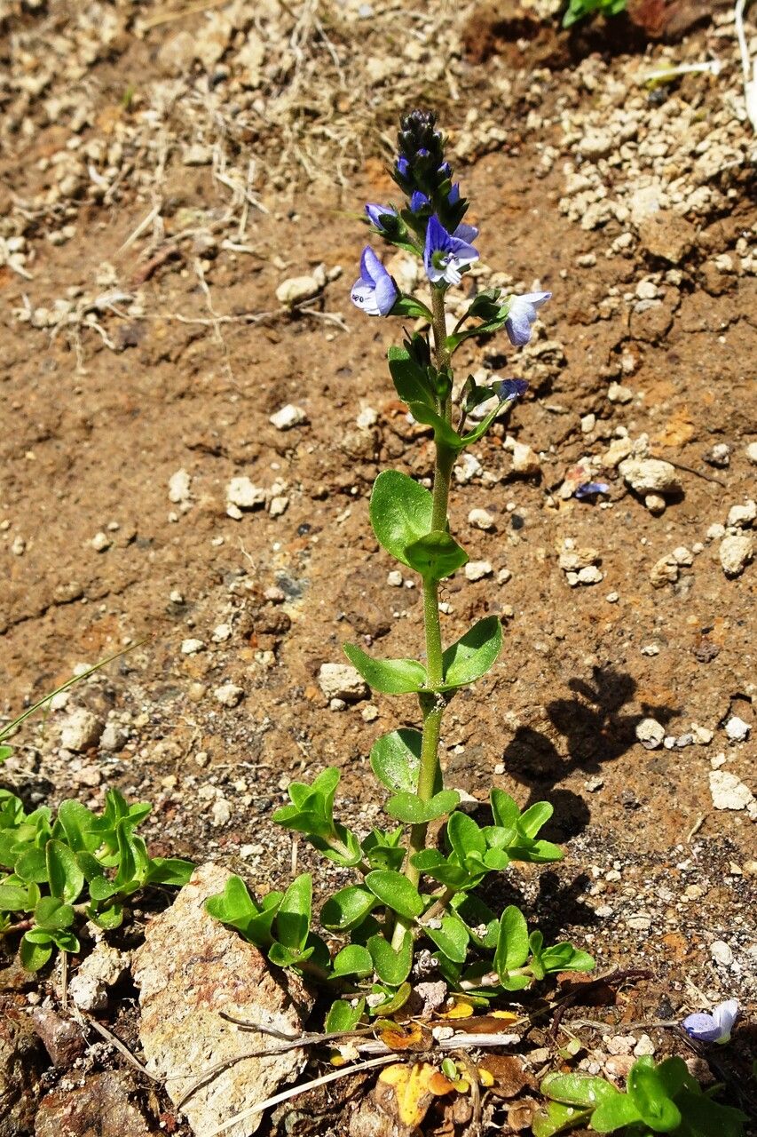 Thyme speedwell