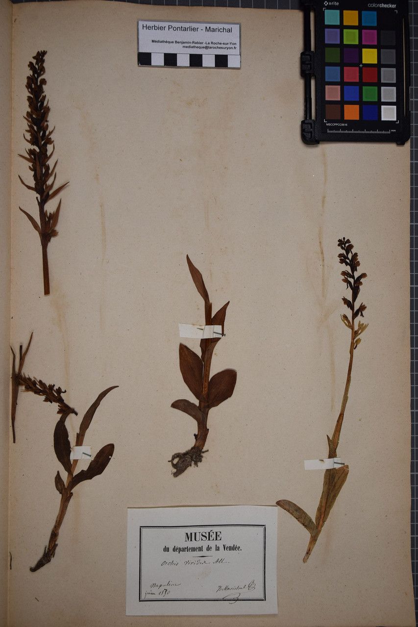 Taken May 31, 1850 by Tela Botanica − Herbier PONTARLIER-MARICHAL (cc-by-sa)