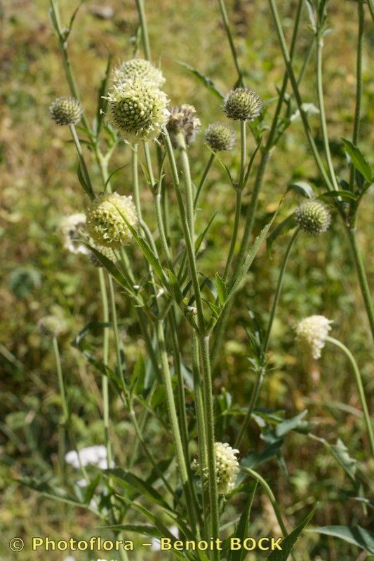 Taken Aug 15, 2009 by Photoflora - Benoit BOCK (©)