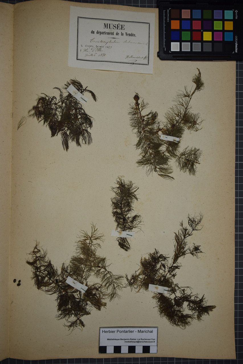 Taken Jun 30, 1851 by Tela Botanica − Herbier PONTARLIER-MARICHAL (cc-by-sa)