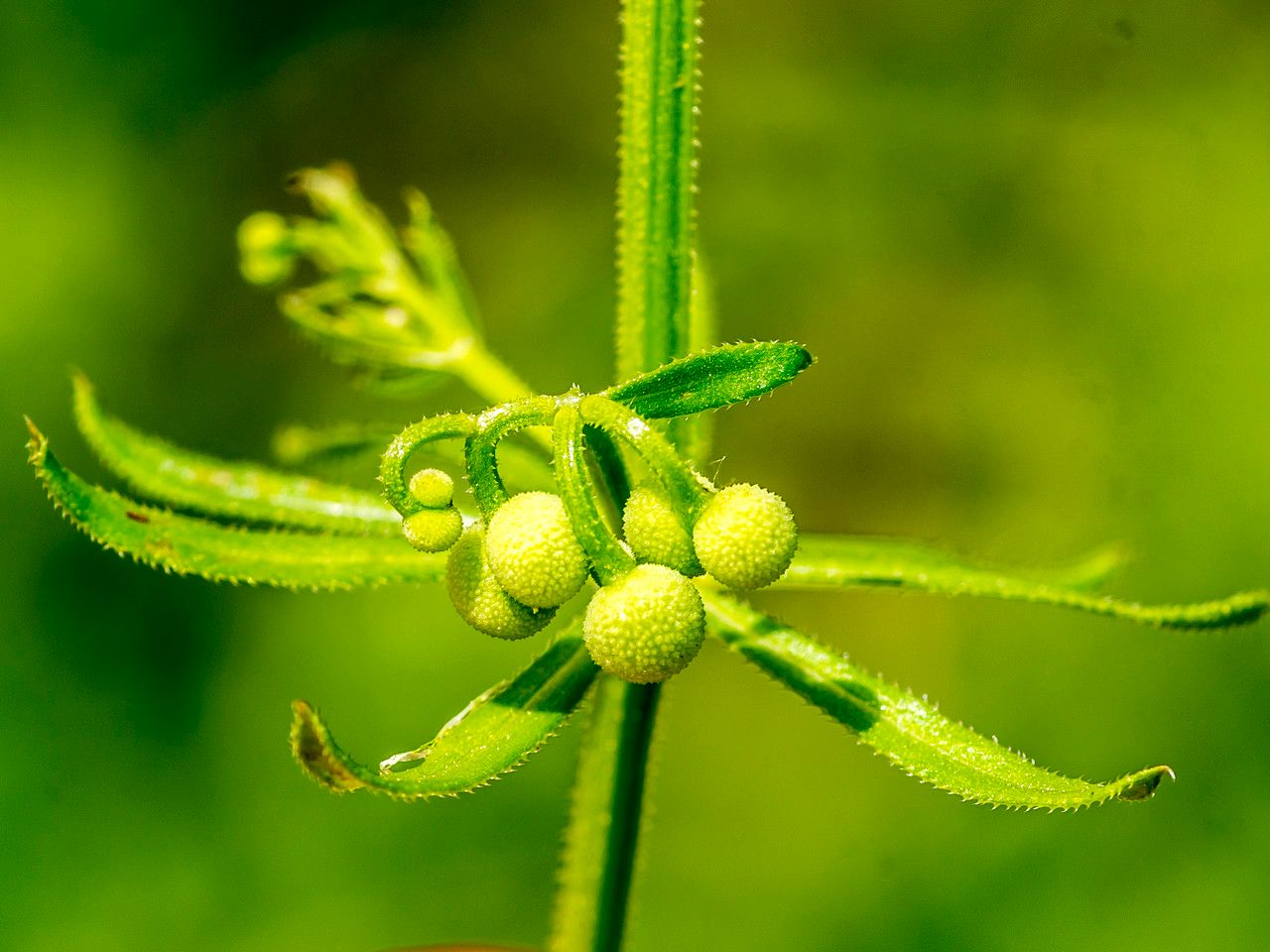 Taken Jun 9, 2014 by Tela Botanica − Jean-Jacques HOUDRÉ (cc-by-sa)