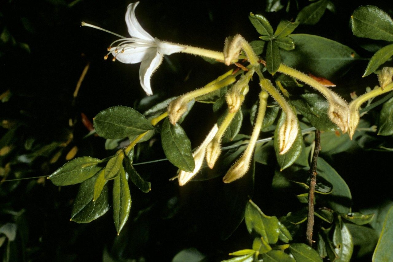 Taken Jan 1, 1900 by EOL − WVU Herbarium (cc-by-nc-sa)