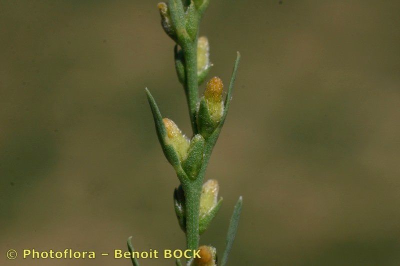 Taken Jul 15, 2005 by Photoflora - Benoit BOCK (©)