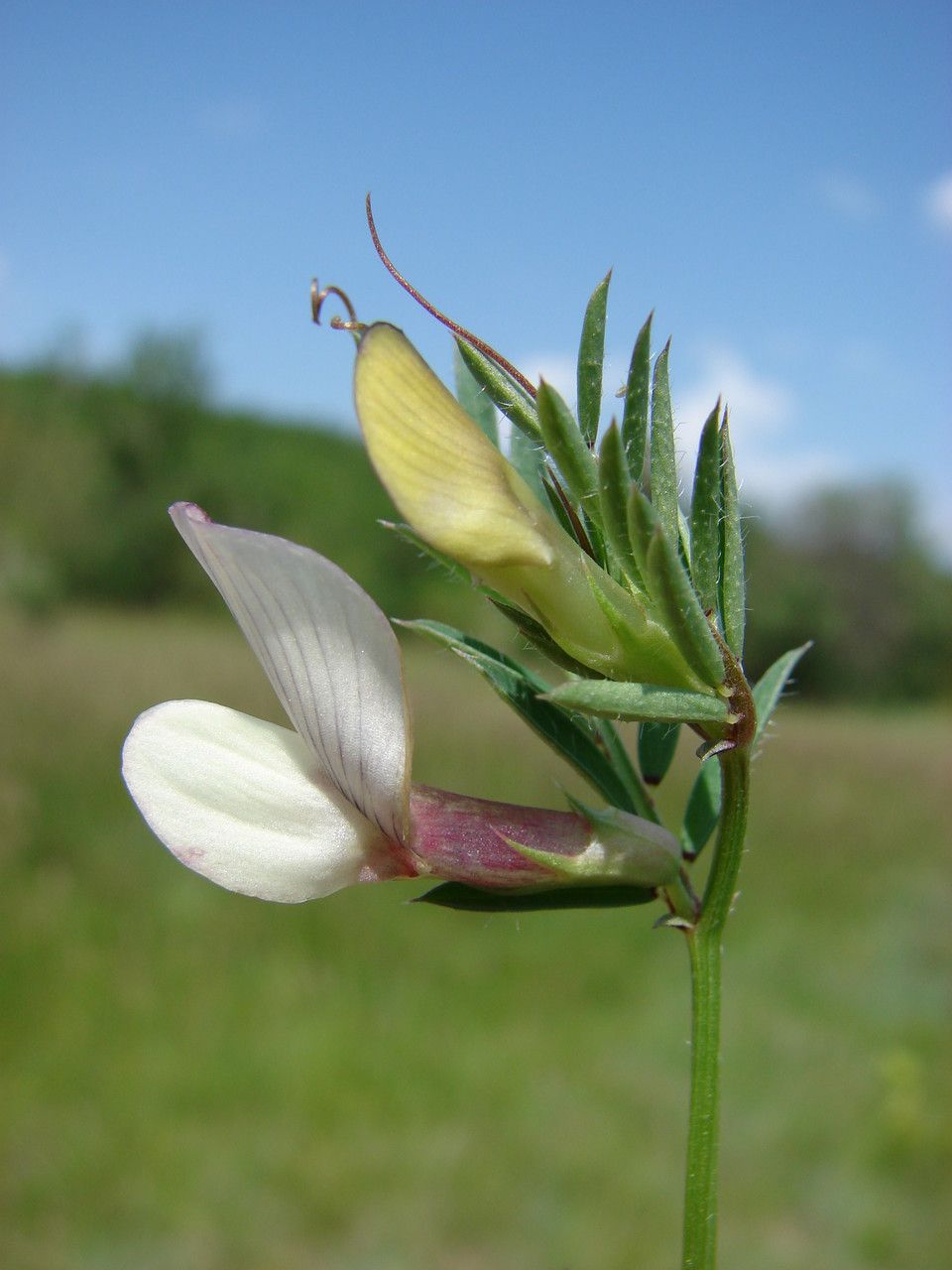 Taken May 18, 2012 by Tela Botanica − Paul FABRE (cc-by-sa)