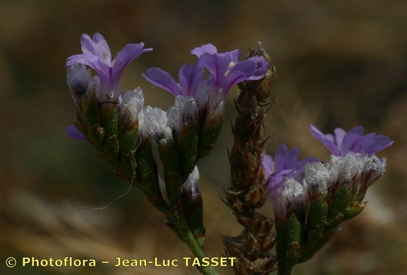 Taken Aug 15, 2004 by Photoflora - Jean-Luc TASSET (©)