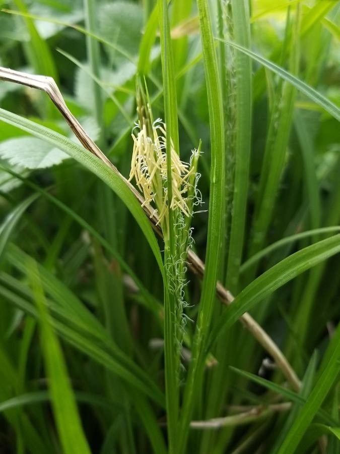 European woodland sedge