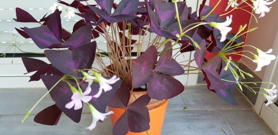 Oxalis Triangularis A St Hil Purple Shamrock World Flora Pl Ntnet Identify