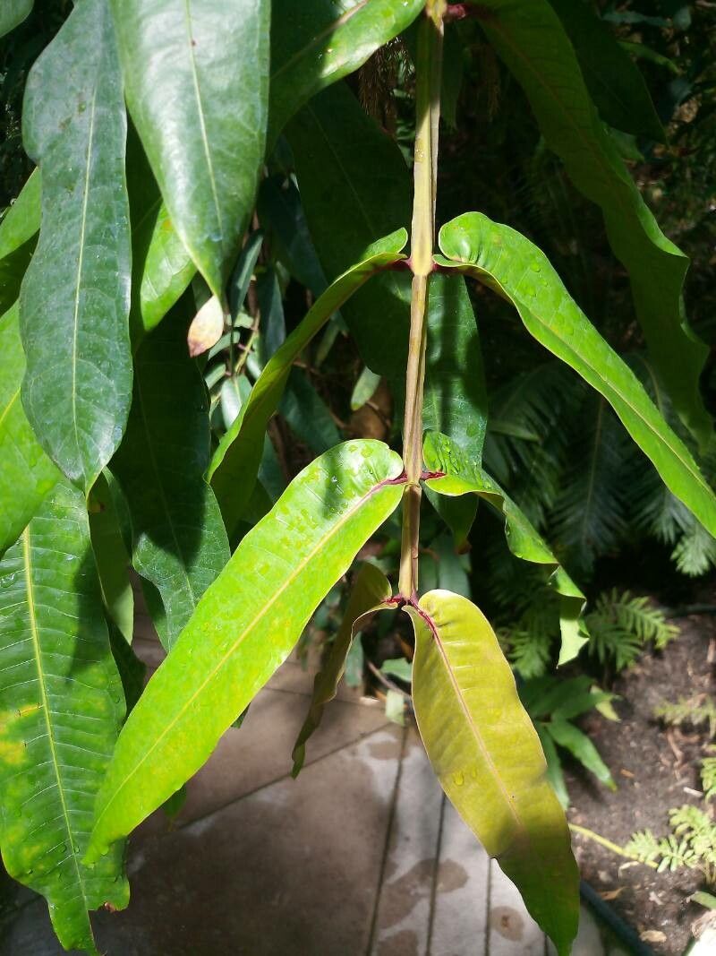 レア果樹】Syzygium longifolium tmgghana.com