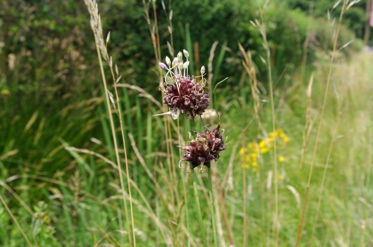 Taken Jun 30, 2014 by Tela Botanica − Jean-Luc Gorremans (cc-by-sa)