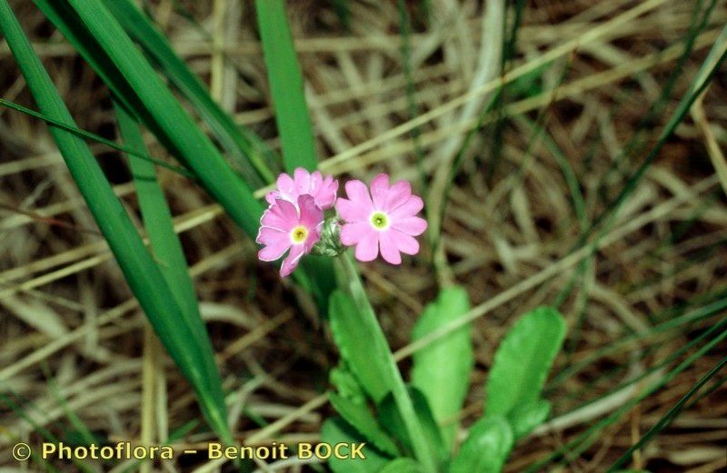 Taken Jul 15, 1997 by Photoflora - Benoit BOCK (©)