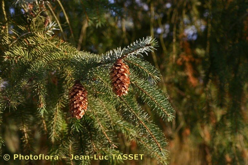 Taken Nov 15, 2004 by Photoflora - Jean-Luc TASSET (©)