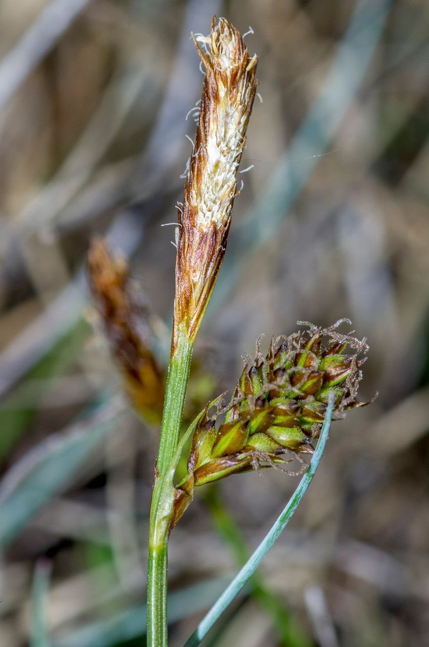 Taken Apr 18, 2014 by Tela Botanica − Jean-Jacques HOUDRÉ (cc-by-sa)