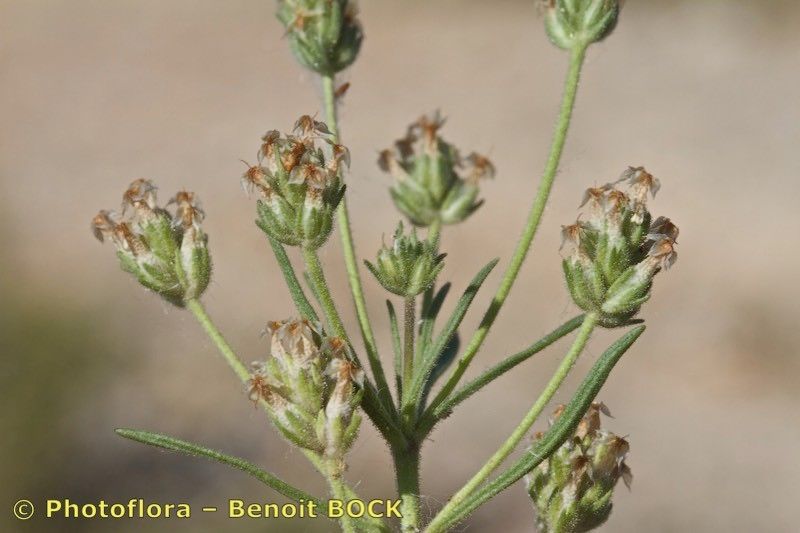 Taken May 15, 2019 by Photoflora - Benoit BOCK (©)