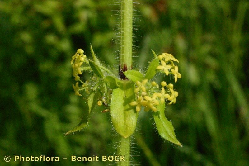 Taken May 15, 2004 by Photoflora - Benoit BOCK (©)