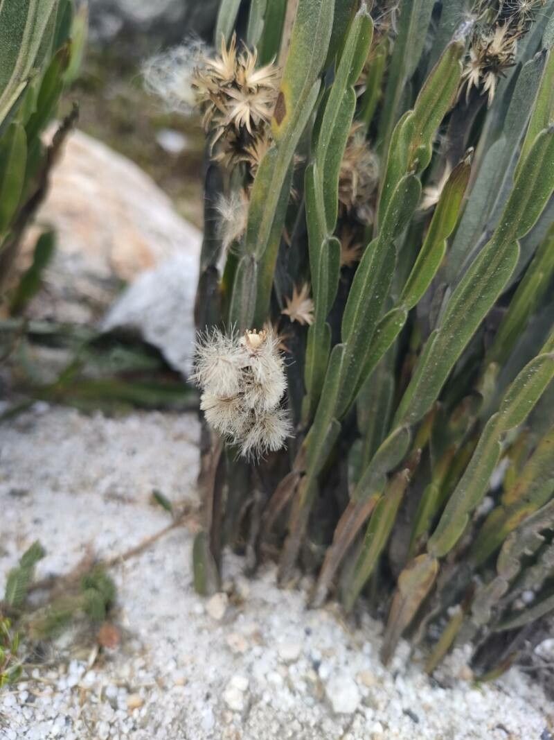 Baccharis genistelloides Fruto