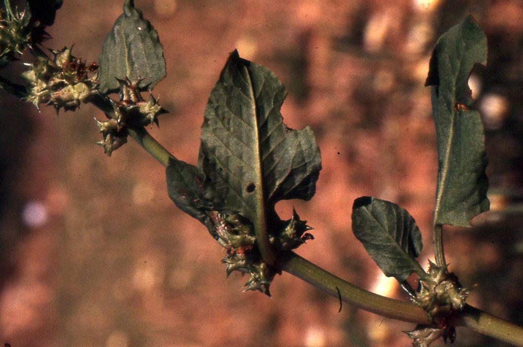 Taken Jan 1, 1800 by Tela Botanica − Liliane ROUBAUDI (cc-by-sa)