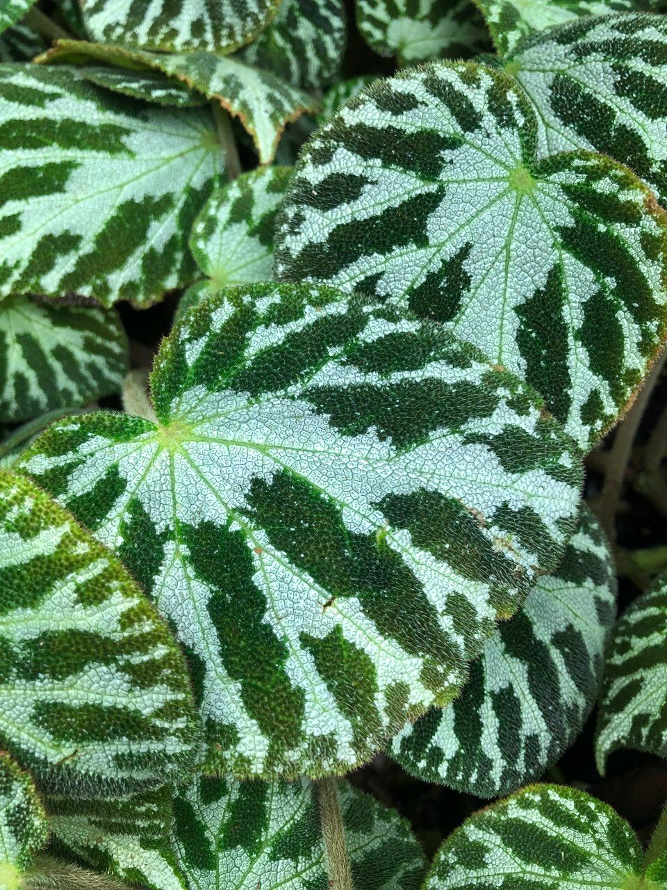 Begonia imperialis Lem. (Flora mundial) - Pl@ntNet identify